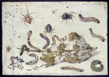 Various Spiders and Caterpillars, with a Sprig of Gooseberry, early 1650s